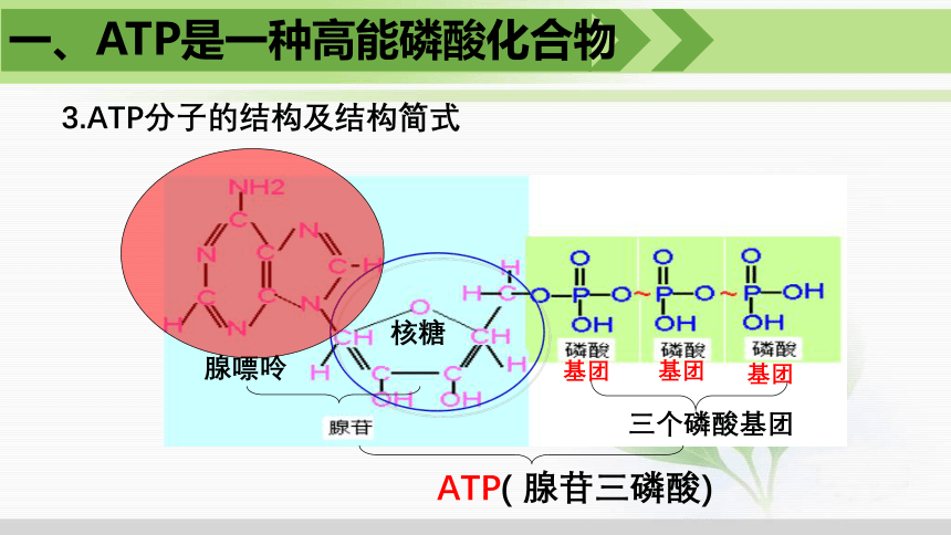 5.2细胞的能量“货币”ATP课件(共21张PPT1份视频)-人教版必修1
