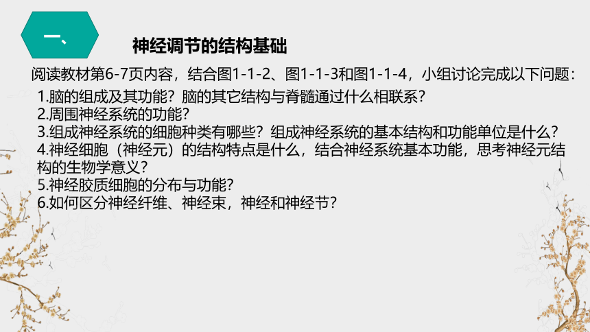 1.1 神经调节(共21张PPT)（第1课时高二生物上册(苏教版2019选择性必修1)