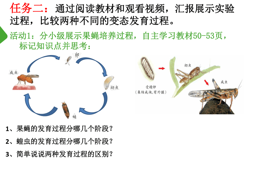 4.2.1 昆虫的生殖和发育-2023-2024学年八年级生物上册同步精品课件（济南版）(共19张PPT)