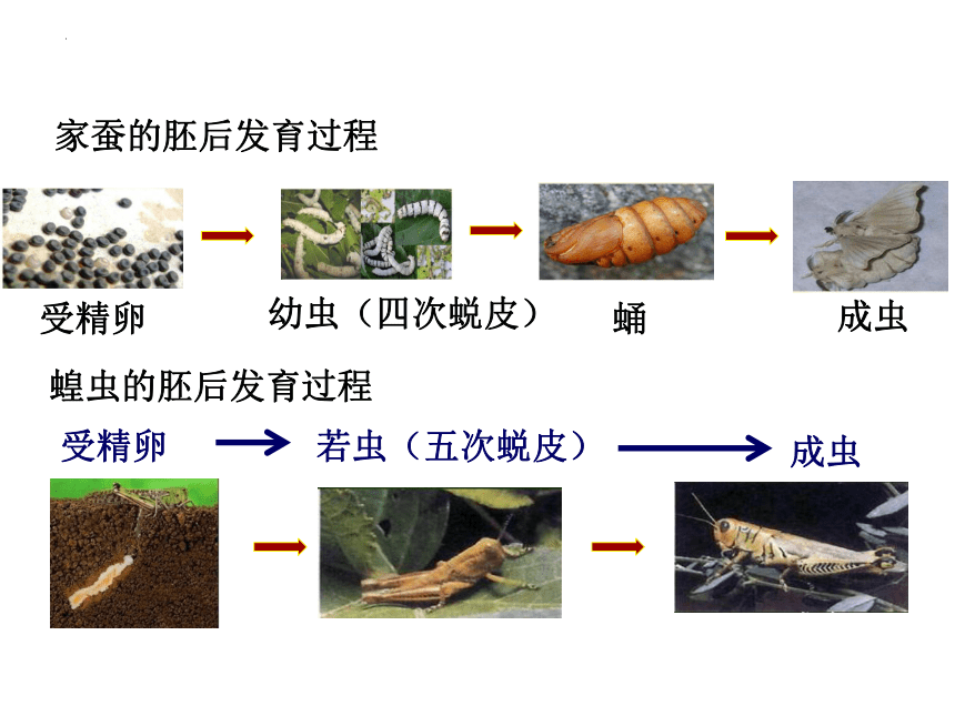 10.2动物的生殖和发育课件(共43张PPT)北京市北京版八年级生物上册