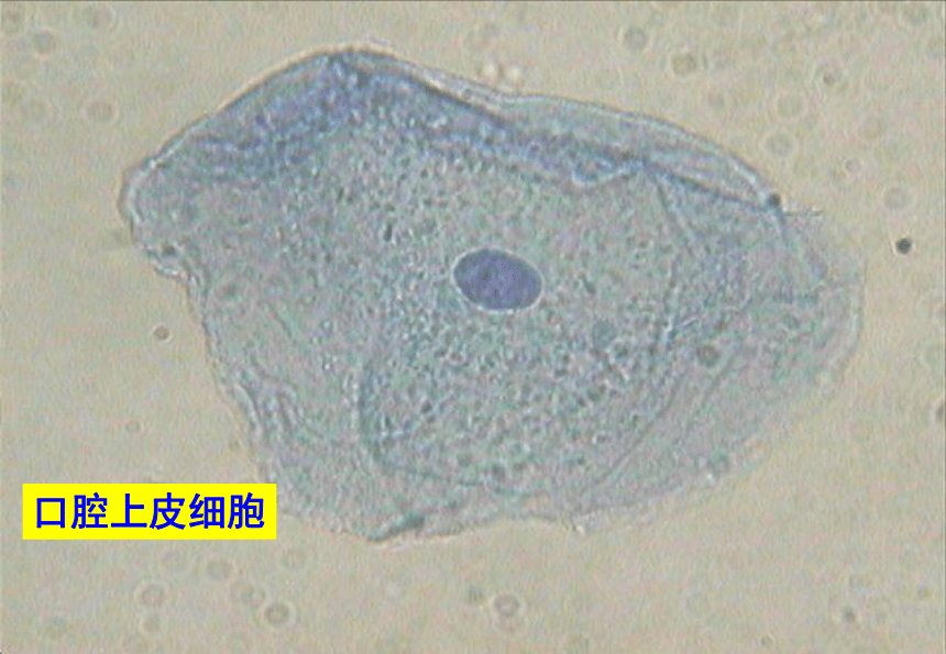 1.2细胞的多样性和统一性(课件共40张PPT)