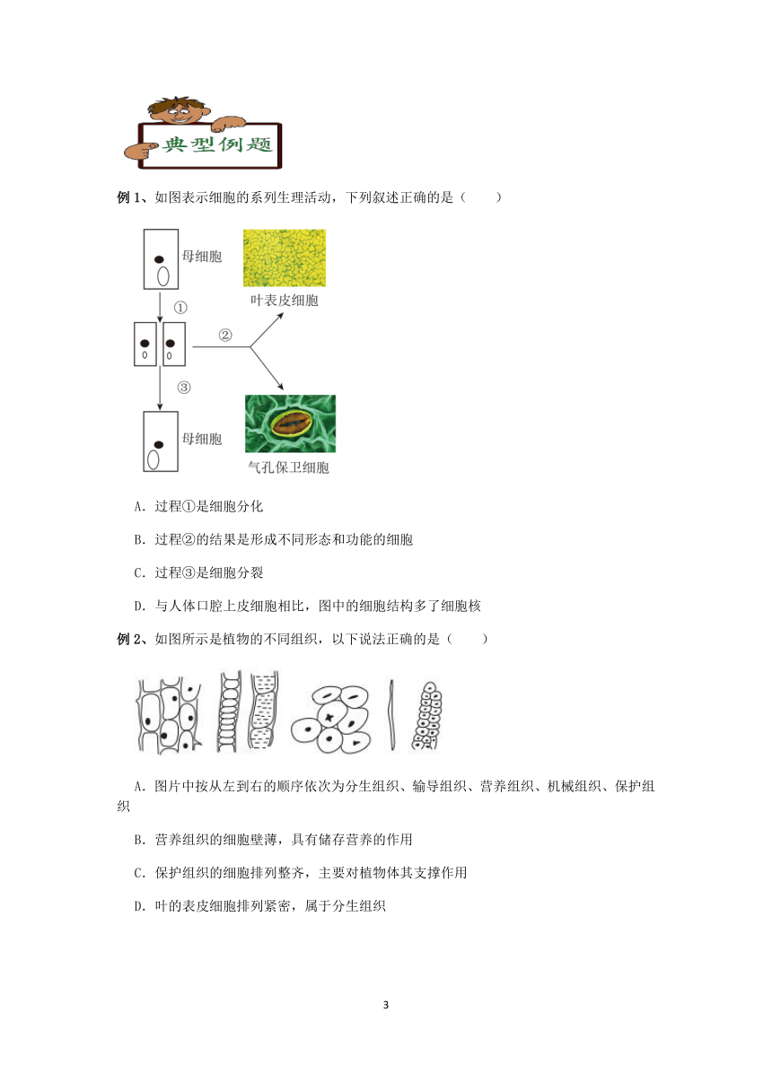 浙教版科学2023-2024学年上学期七年级“冲刺重高”讲义（九）：生物体的结构层次（含解析）