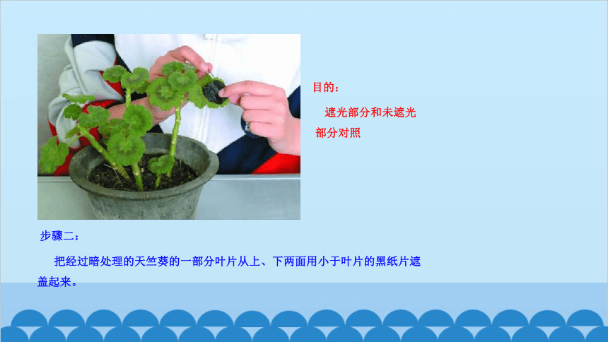 3.6.3  植物光合作用的实质课件 (共18张PPT) 苏教版生物七年级上册