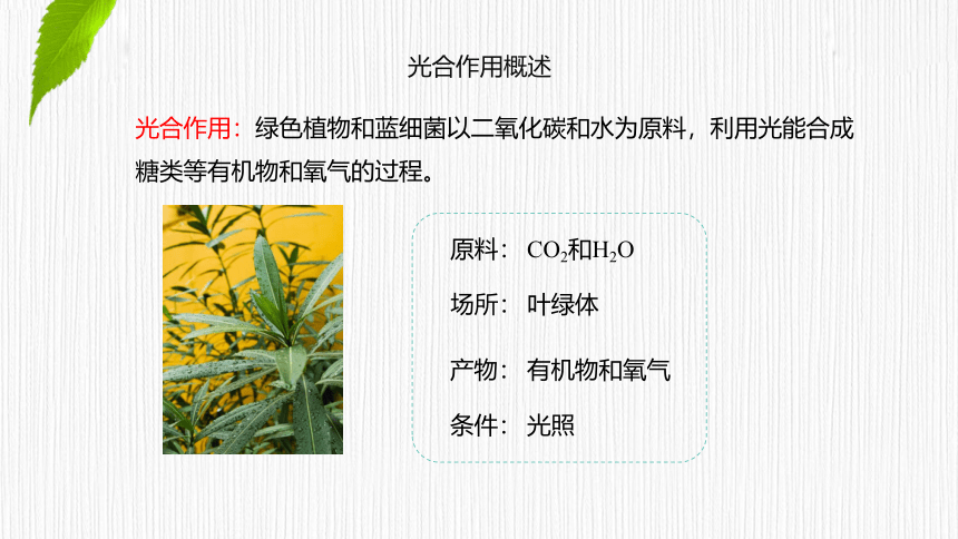 3.5.1 光合作用概述、光合色素的提取与分离  课件(共25张PPT) 2023-2024学年高一生物 浙教版（2019） 必修一