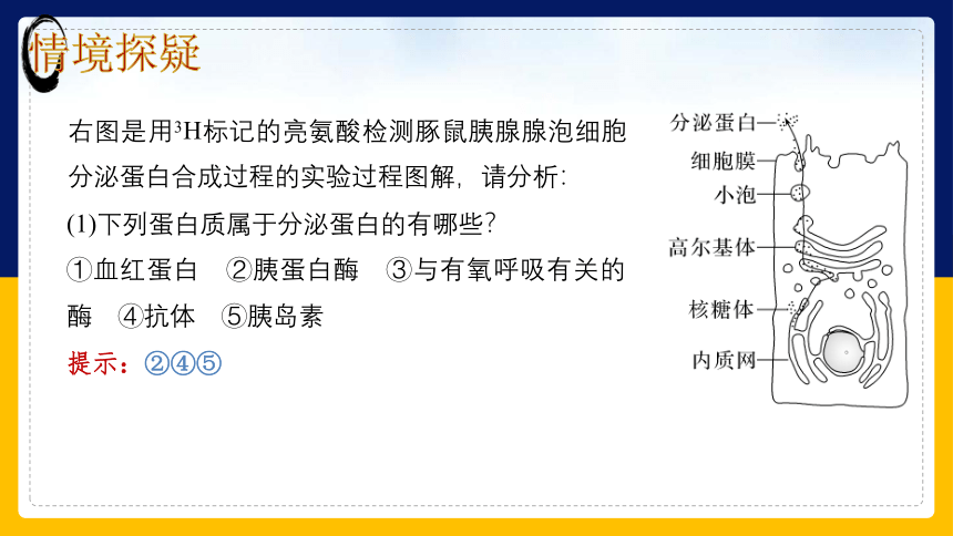 2.2.4细胞的结构和生命活动——细胞各部分结构分工合作 (共40张PPT)苏教版2019必修1