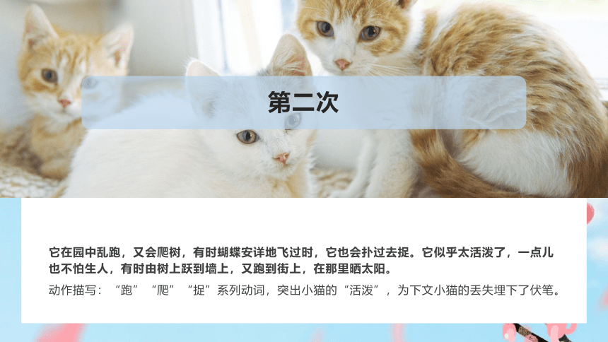 16  猫  课件(共25张PPT)