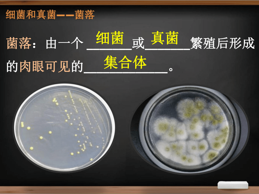 第5单元 生物圈中的其他生物——细菌真菌病毒复习课件(共22张PPT)2023--2024学年人教版生物八年级上册