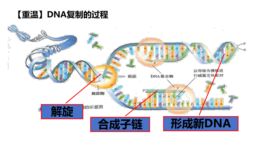3.2基因工程的基本操作程序（第1课时）(共45张PPT)-课件人教版（2019）选择性必修3
