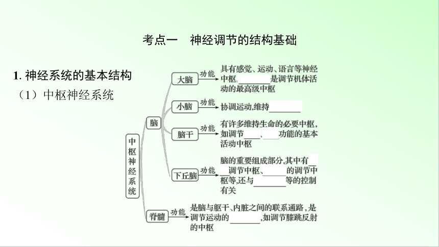 新教材生物一轮复习课件：第8单元 生命活动的调节 第2讲　神经调节的结构基础及基本方式(共59张PPT)