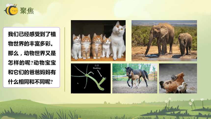 【新课标】2.4 多种多样的动物 课件（25张PPT）