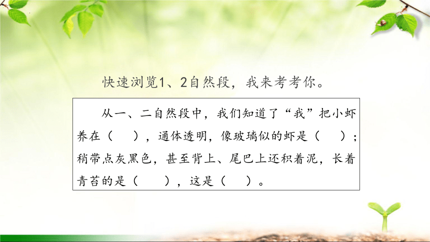 15.《小虾》课件(共24张PPT)