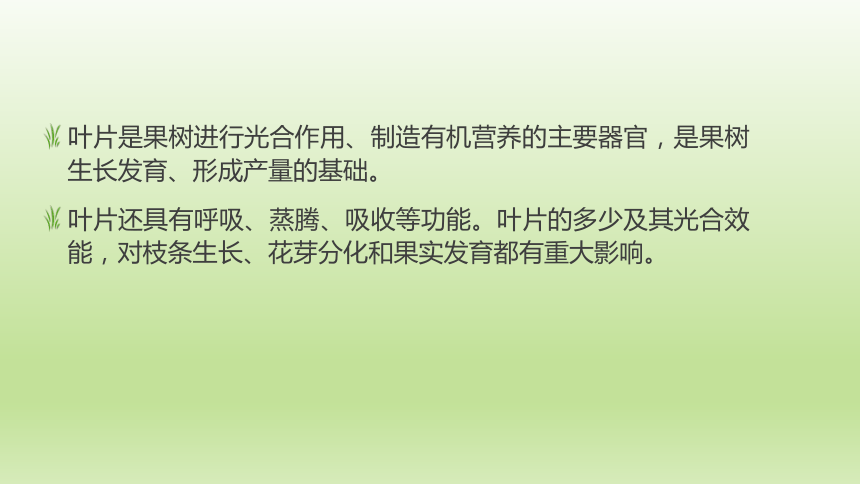 1.3.4叶幕与叶面积指数 课件(共21张PPT）-《果树生产技术》同步教学（中国农业出版社）