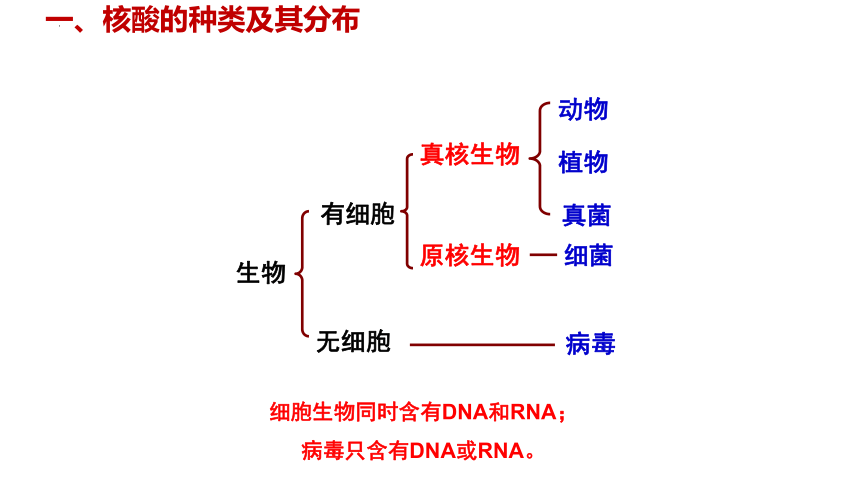 2.5 核酸是遗传信息的携带者课件(共29张PPT)-2023-2024学年高一上学期生物人教版（2019）必修1