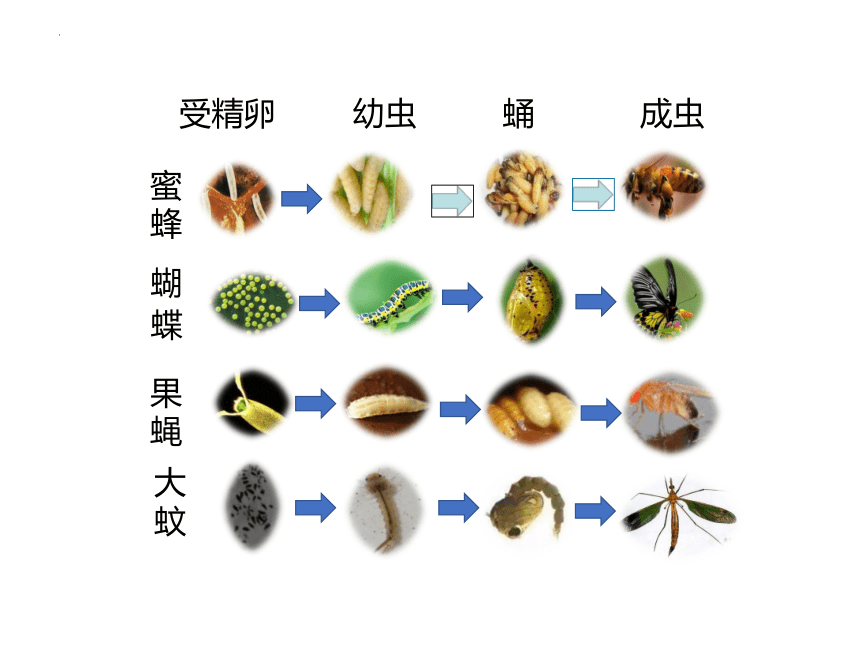 10.2动物的生殖和发育课件(共43张PPT)北京市北京版八年级生物上册