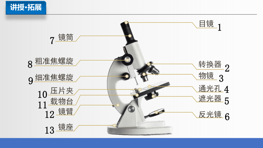 2.1.1 练习使用显微镜课件(共38张PPT)2023-2024学年人教版生物七年级上册