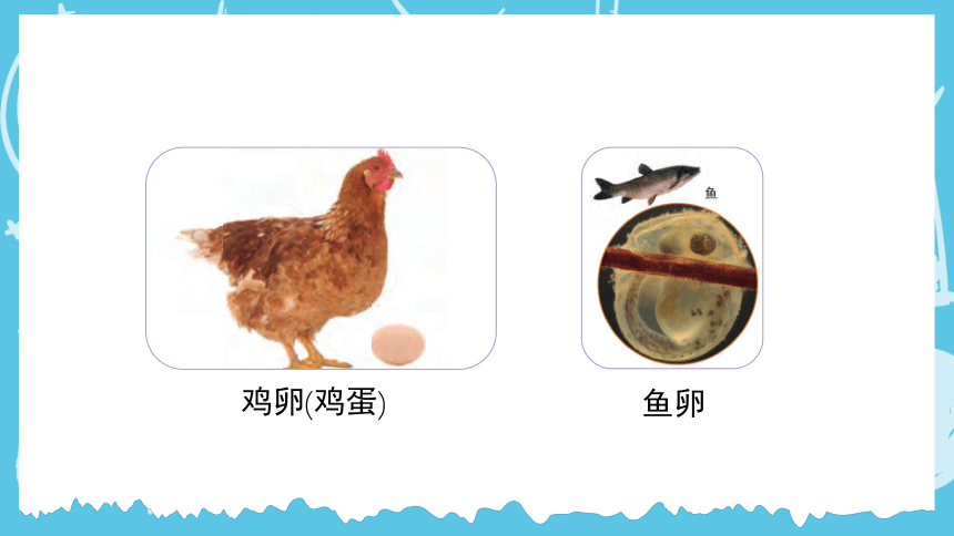 教科版科学三年级下册动物的一生2认识其他动物的卵 课件(共15张PPT)