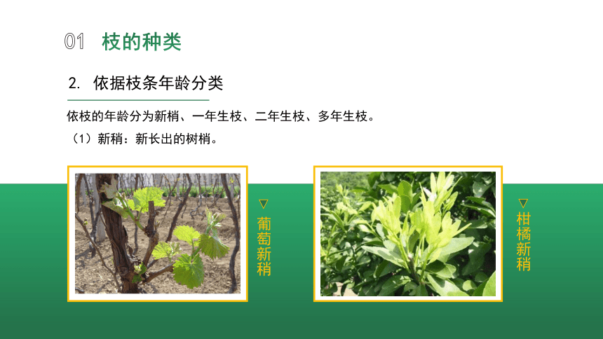 1.2.2果树的枝 课件(共16张PPT)-《果树生产技术》同步教学（中国农业出版社）
