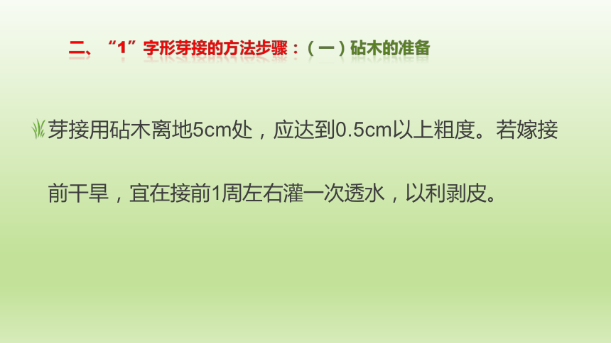 2.4.1柑橘“1”字形芽接 课件(共13张PPT)-《果树生产技术》同步教学（中国农业出版社）