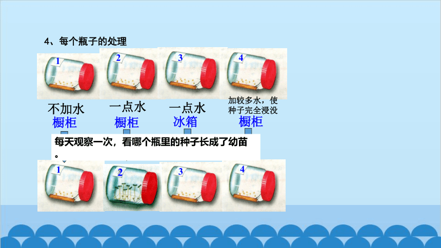 3.2.1种子的萌发课件（共36张PPT）人教版生物七年级上册