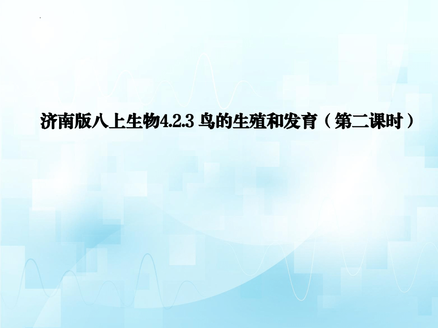 4.2.3鸟的生殖和发育（第二课时）课件(共19张PPT)2023-2024学年济南版生物八年级上册