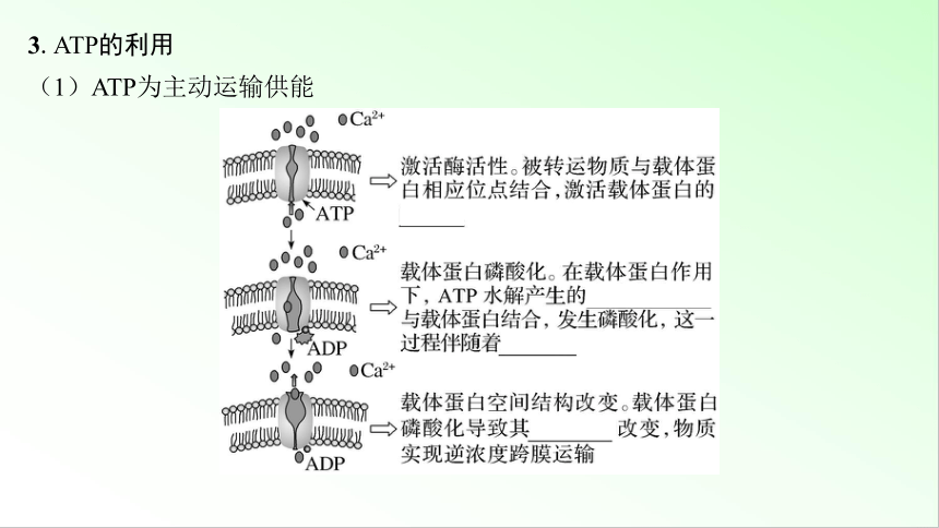 新教材生物一轮复习课件：第3单元 细胞的能量供应和利用 第2讲　ATP和细胞呼吸的原理、过程(共69张PPT)