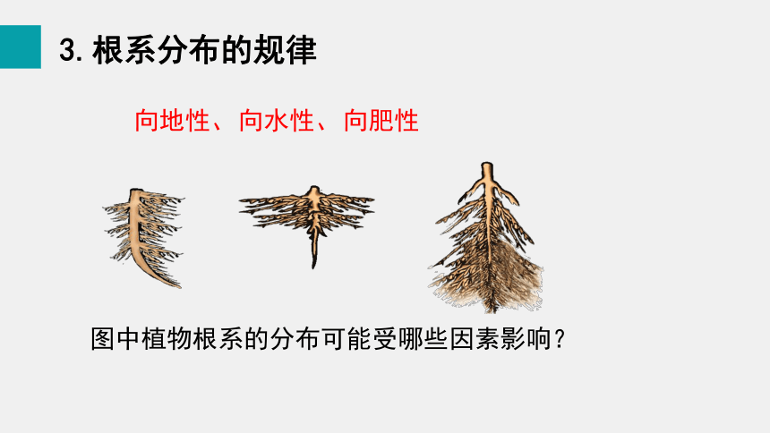 3.6.2  营养器官的生长 课件(共15张PPT)生物北师大版七年级上册