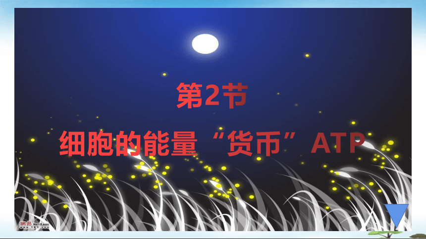 5.2细胞的能量“货币”ATP课件(共21张PPT)-人教版（2019）必修1