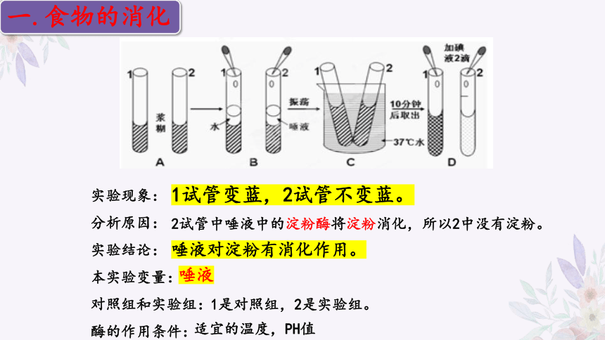 4.9.2 人体的消化与吸收（第二课时）-2023-2024学年七年级生物下册同步精品课堂（苏教版）(共31张PPT)