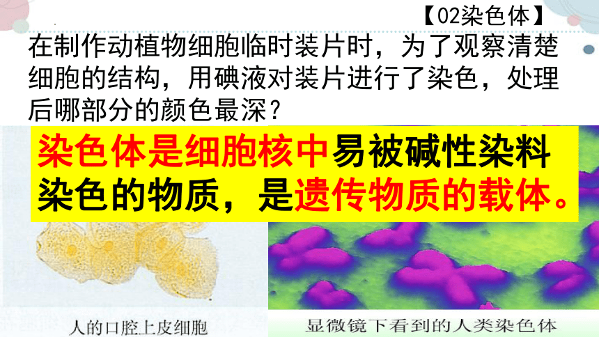 20.2 性状遗传的物质基础-2023-2024学年八年级生物上册同步教学课件（北师大版）(共33张PPT)