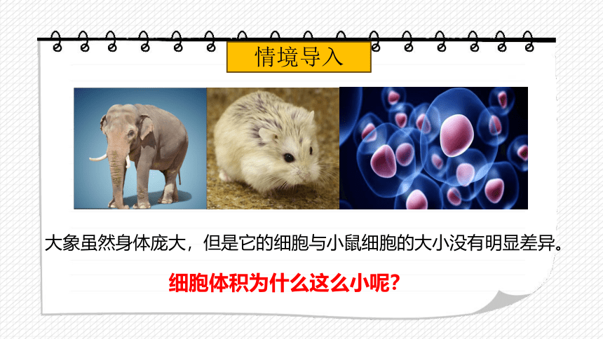 2. 3.3 细胞通过分裂而增殖 课件(共18张PPT)2023-2024学年北师大版生物七年级上册