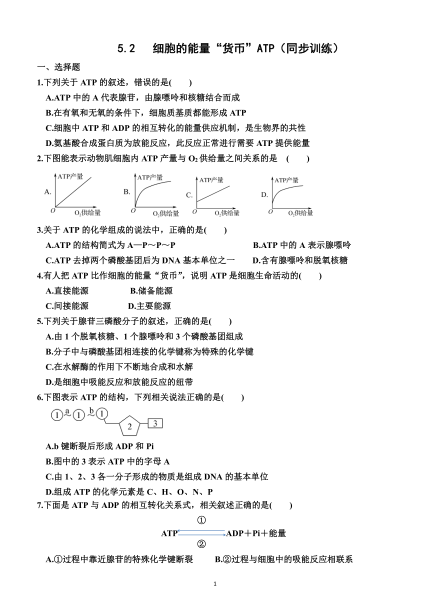 5.2   细胞的能量“货币”ATP（同步训练）（附解析）——2023—2024学年人教版（2019）生物高一上学期必修1