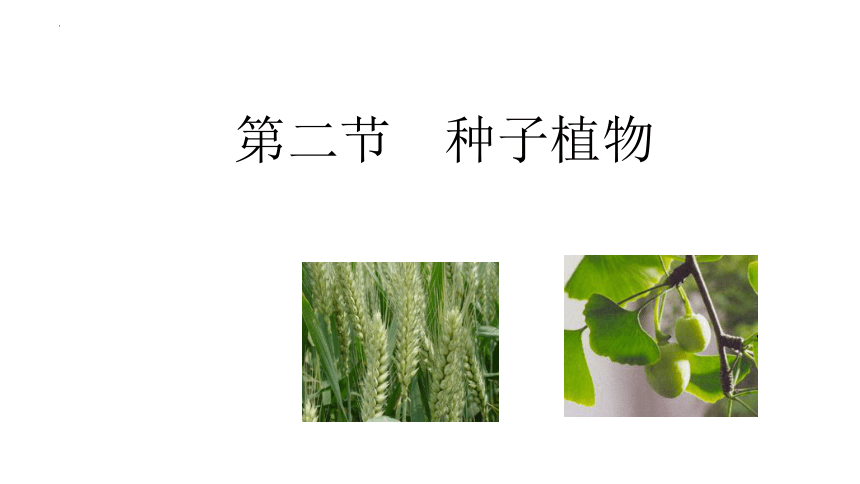 第二节  种子植物课件 (共22张 PPT) 2023-2024学年度人教版生物七年级上册