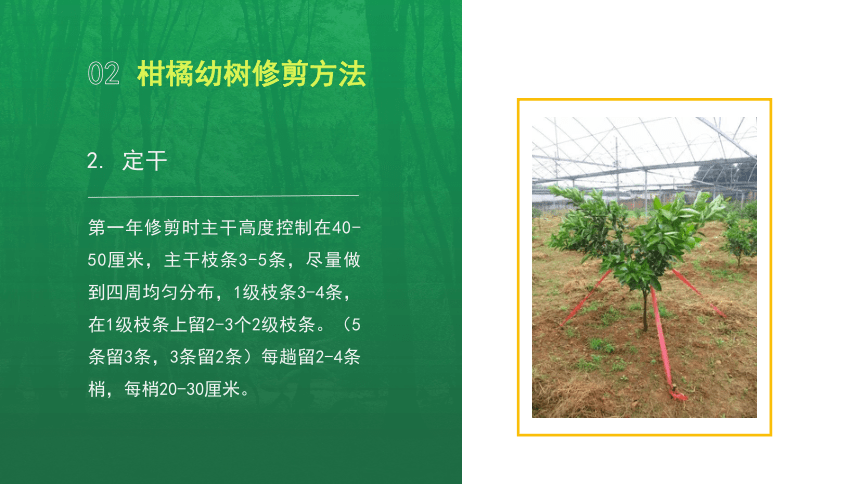 4.2.1柑橘对环境的要求 课件(共13张PPT)-《果树生产技术》同步教学（中国农业出版社）