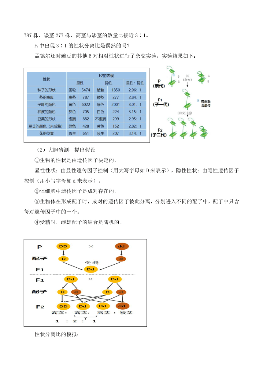 第一节 孟德尔的豌豆杂交实验（一）教案