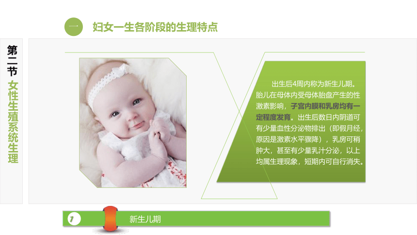 2.2女性生殖系统生理 课件(共14张PPT)-《妇产科护理》同步教学（江苏大学出版社）