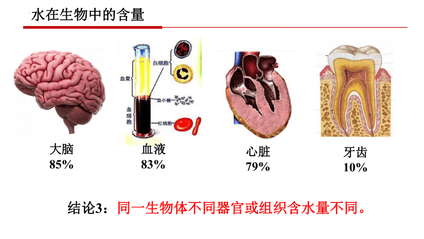 2.2细胞中的无机物课件(共28张PPT)-2023-2024学年高一上学期生物人教版必修1