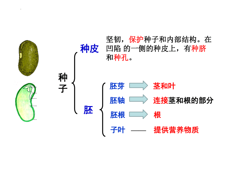 2023-2024学年华东师大版七年级下册科学7.4细菌和真菌的繁殖课件（26张ppt）