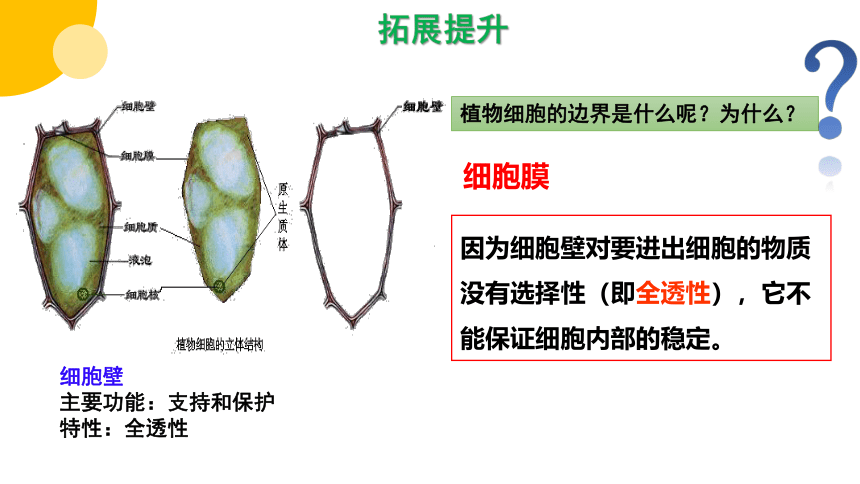 3.1细胞膜的结构和功能 课件(共53张PPT)