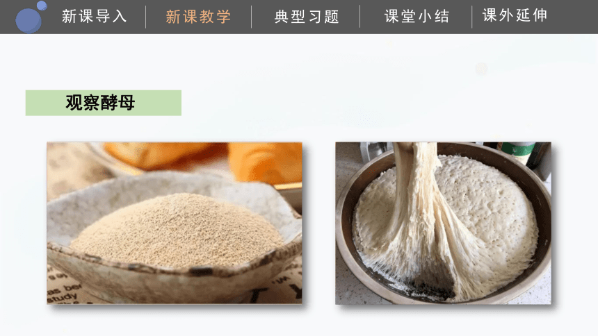 2.2观察微生物 课件(共24张PPT）