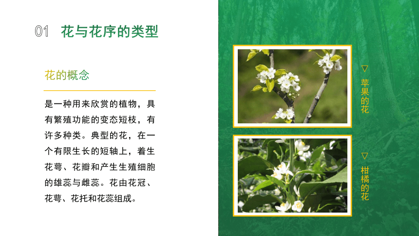 1.2.4果树的开花与坐果 课件(共20张PPT)-《果树生产技术》同步教学（中国农业出版社）