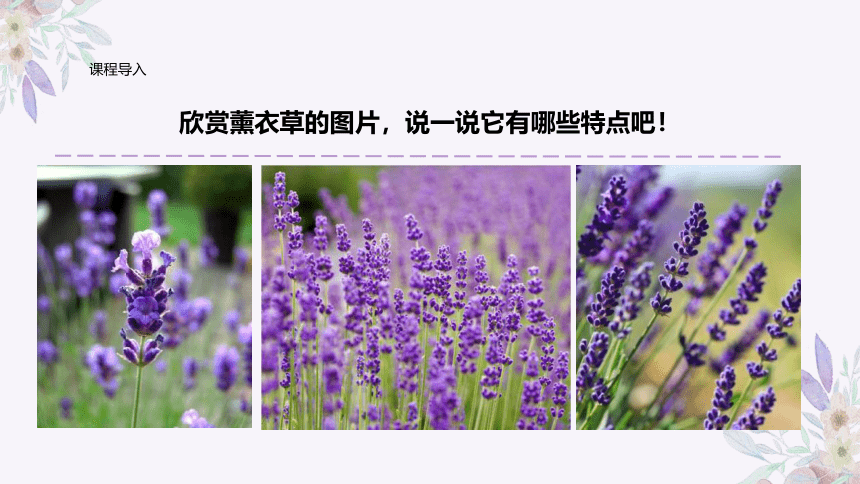 美术社团课程《浪漫的薰衣草》小学延时服务(共27张PPT)