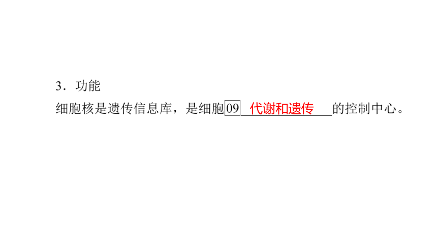 人教生物必修1复习课件：3.3 细胞核的结构和功能