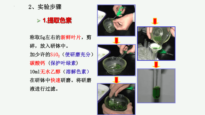 5.4 光合作用与能量转化 课件(共85张PPT) 2022-2023学年高一上学期生物人教版（2019）必修一