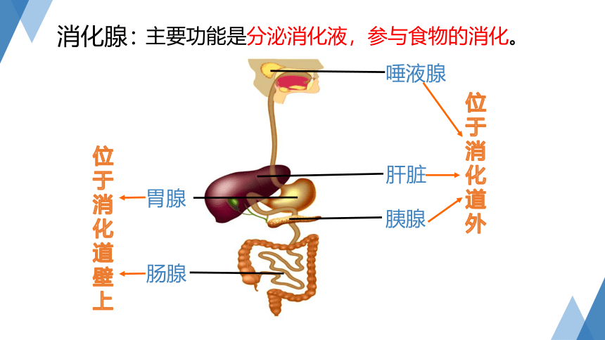 4.2 食物的消化和吸收(第1课时，课件 27张PPT）