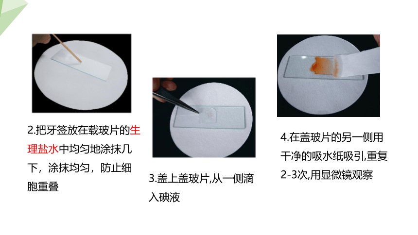 2.3.2 人和动物细胞的结构与功能 课件(共15张PPT) 2023-2024学年初中生物苏教版七年级上册