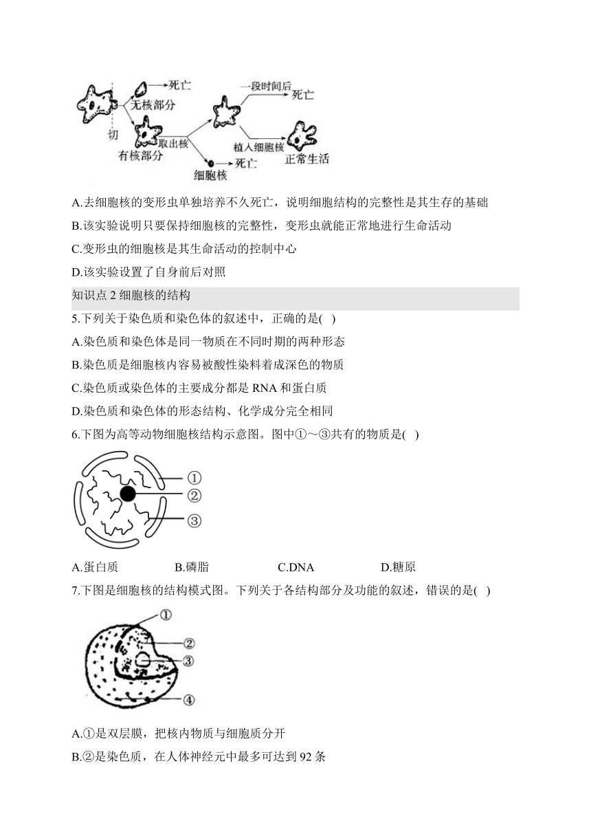 3.3细胞核的结构和功能—2023-2024学年高一生物学人教版（2019）必修一课时分层练（word版含解析）