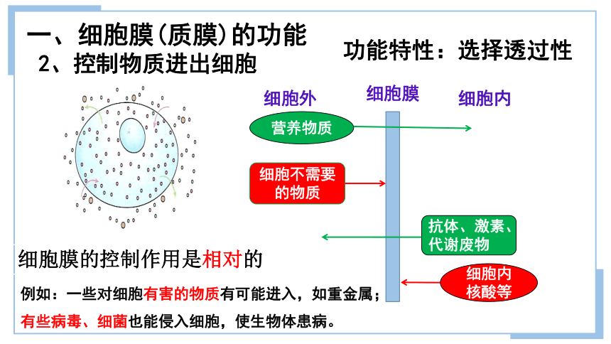 3.1细胞膜的结构和功能课件(共27张PPT) 生物人教版必修1