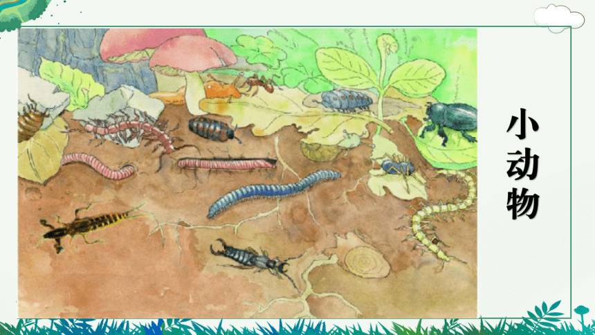 教科版二年级上册科学1.2 土壤—动植物的乐园（课件）(共20张PPT)