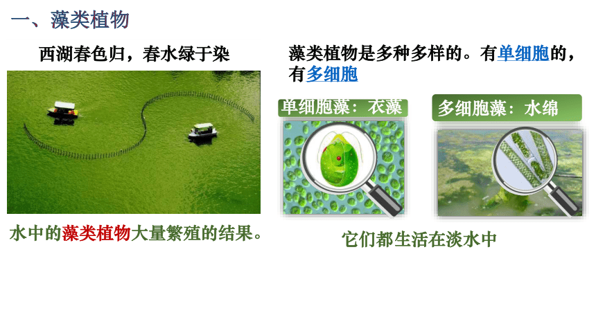 3.1.1藻类、苔藓和蕨类植物课件(第28张PPT) 人教版生物七年级上册