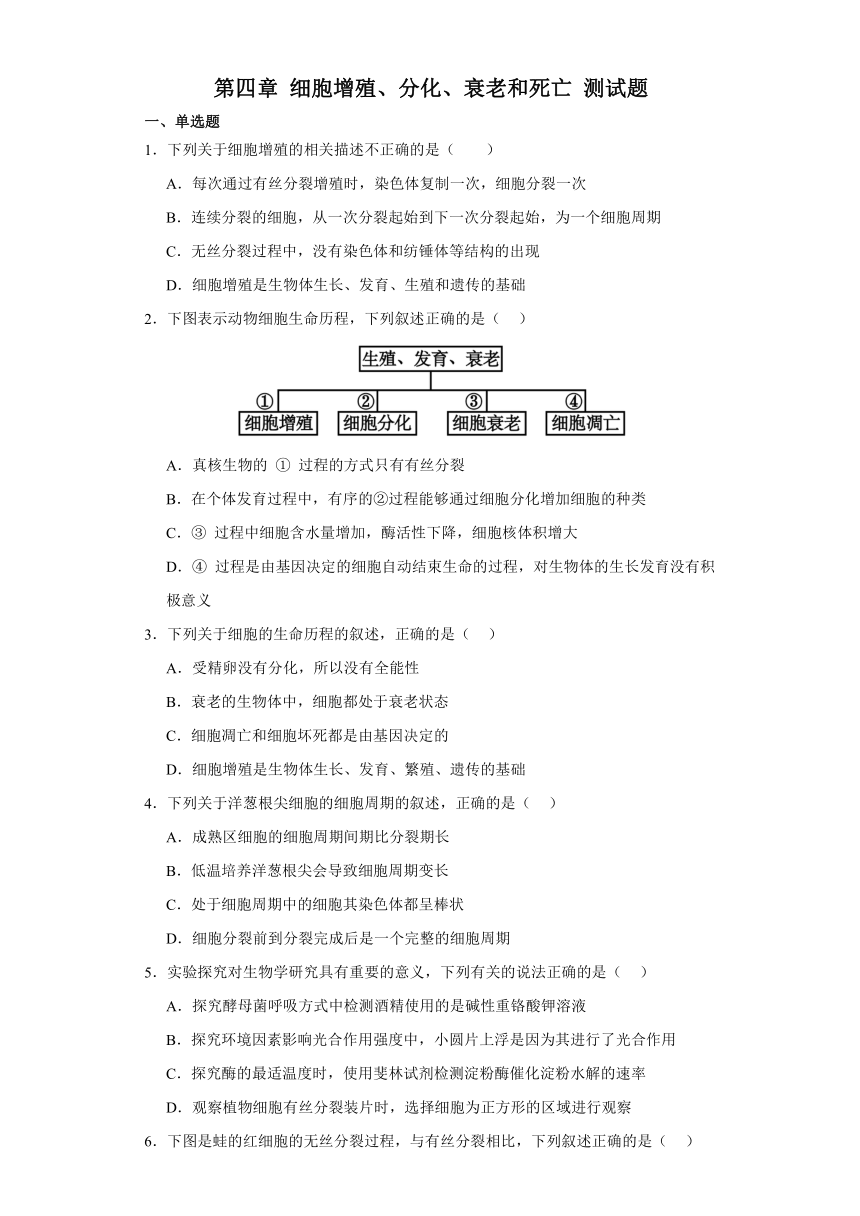 第四章 细胞增殖、分化、衰老和死亡 测试题（有答案）—2023-2024学年高中生物学苏教版（2019）必修1